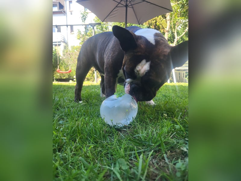 Liebevolle Hündin in verantwortungsvolle Hände abzugeben