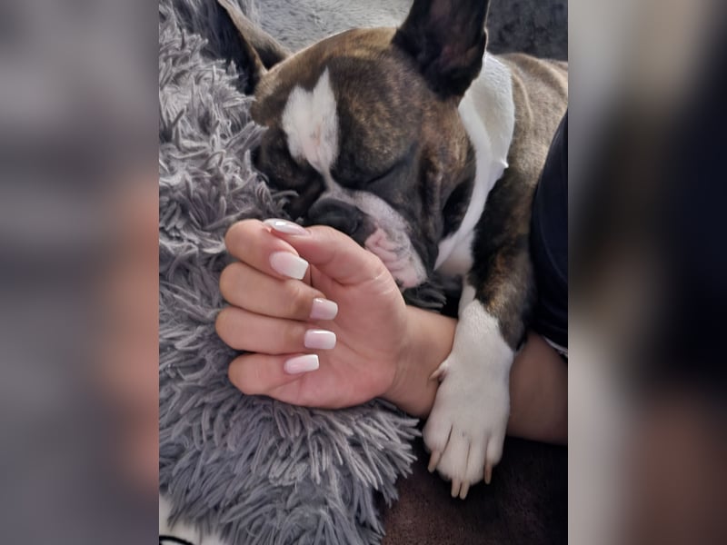 Liebevolle Hündin in verantwortungsvolle Hände abzugeben