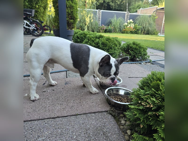 Französische Bulldogge Sam – charmanter Rüde sucht passende Hündin