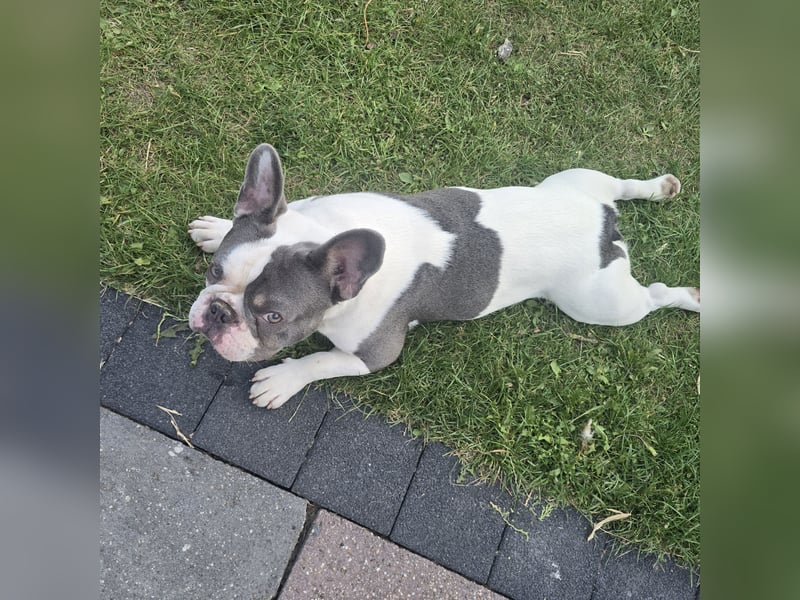 Französische Bulldogge Sam – charmanter Rüde sucht passende Hündin