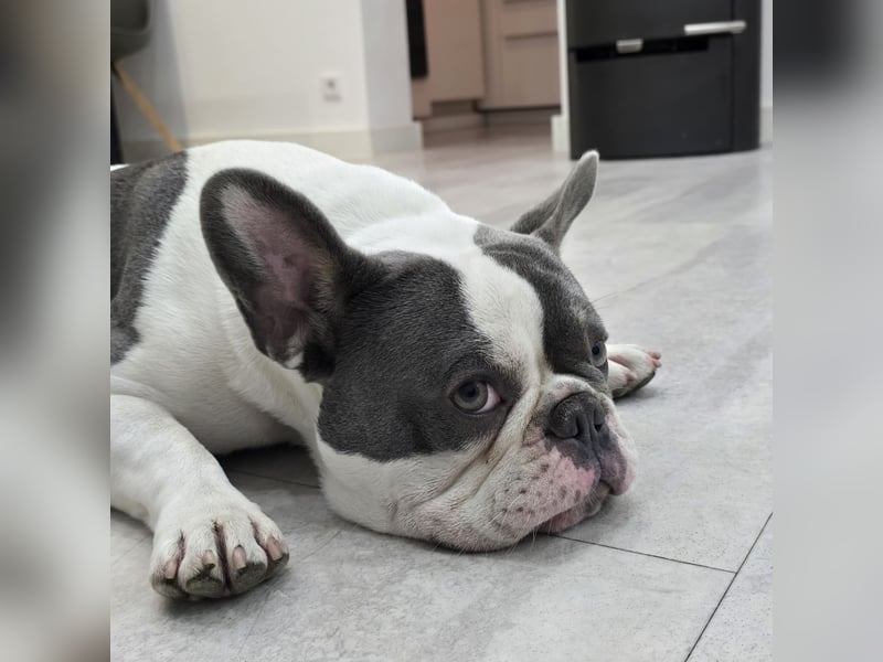 Französische Bulldogge Sam – charmanter Rüde sucht passende Hündin