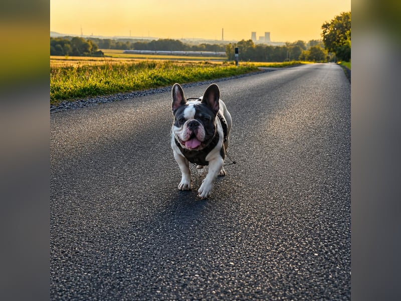 Französische Bulldogge Sam – charmanter Rüde sucht passende Hündin