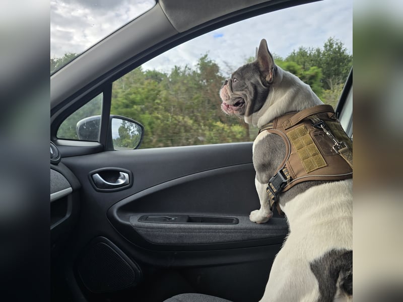 Französische Bulldogge Sam – charmanter Rüde sucht passende Hündin