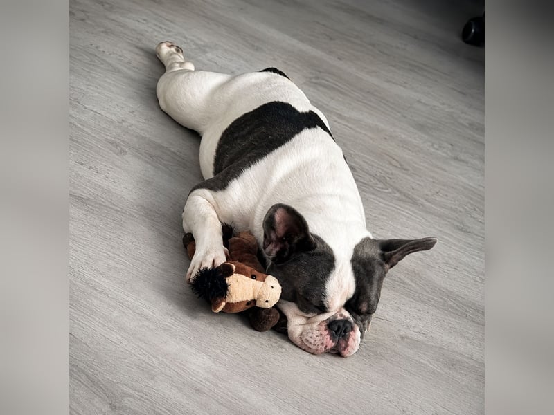 Französische Bulldogge Sam – charmanter Rüde sucht passende Hündin