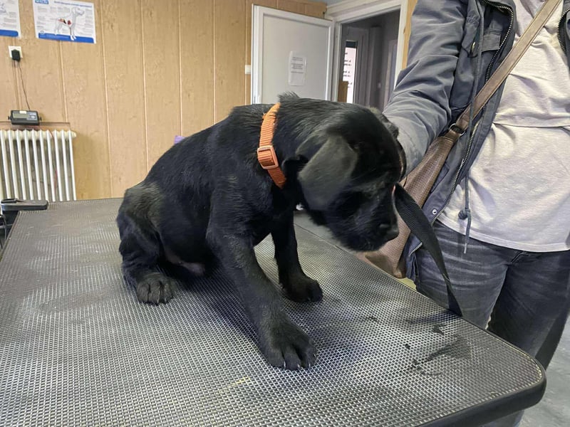 Dömper, kleiner Bully Mix freut sich auf dich