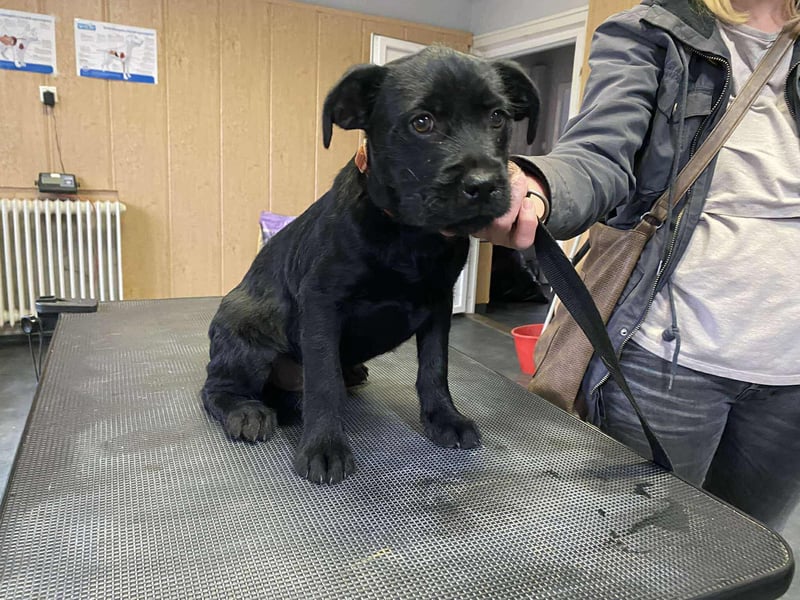 Dömper, kleiner Bully Mix freut sich auf dich