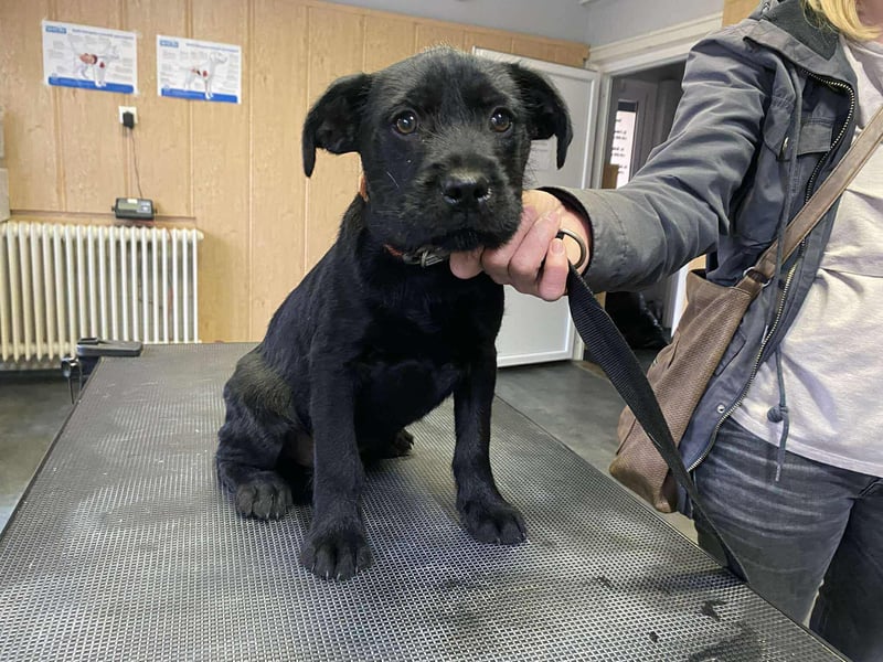 Dömper, kleiner Bully Mix freut sich auf dich