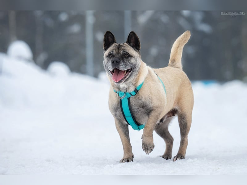 Freundliche Juta sucht ihre Menschen