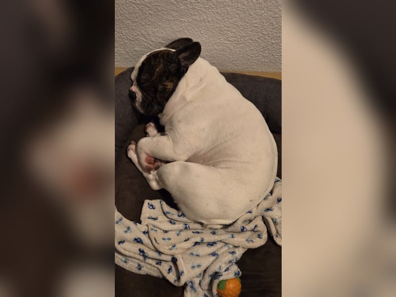 Wunderschöner Franzose als Deckrüde, französische Bulldogge