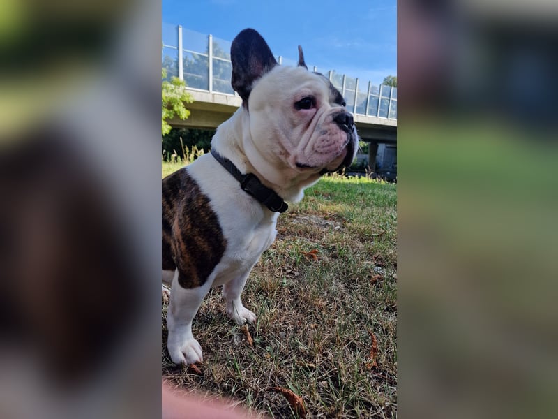 Wunderschöner Franzose als Deckrüde, französische Bulldogge