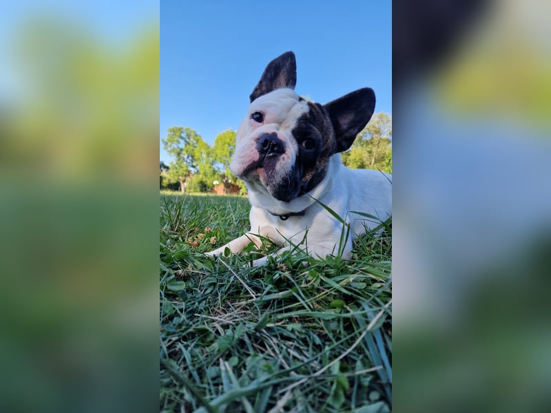Wunderschöner Franzose als Deckrüde, französische Bulldogge