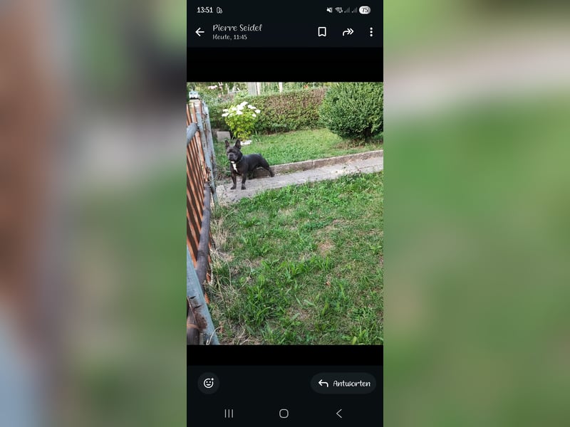 Wunderschöner Franzose als Deckrüde, französische Bulldogge