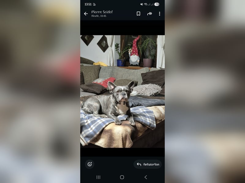 Wunderschöner Franzose als Deckrüde, französische Bulldogge