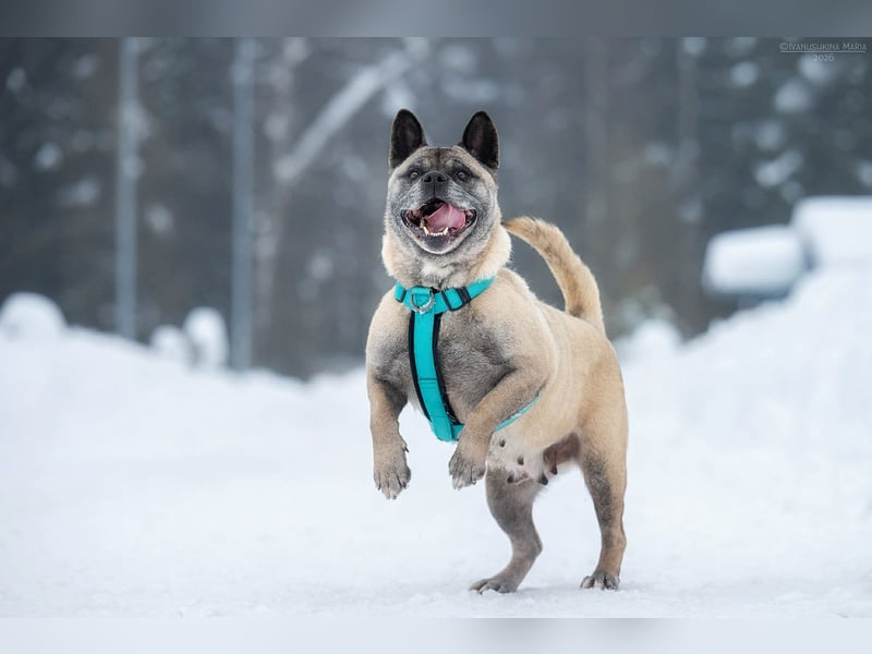 Freundliche Juta sucht ihre Menschen