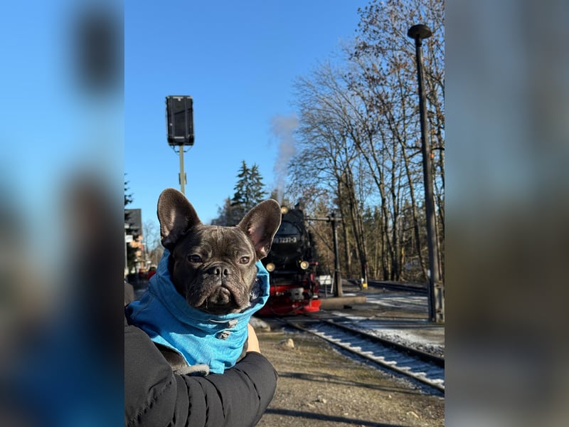 Brutus als Deckrüde