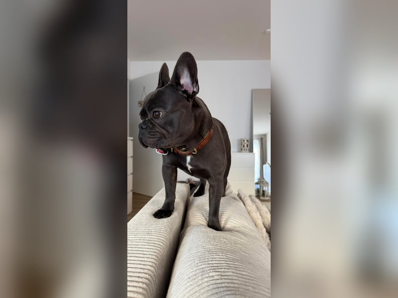 Brutus als Deckrüde