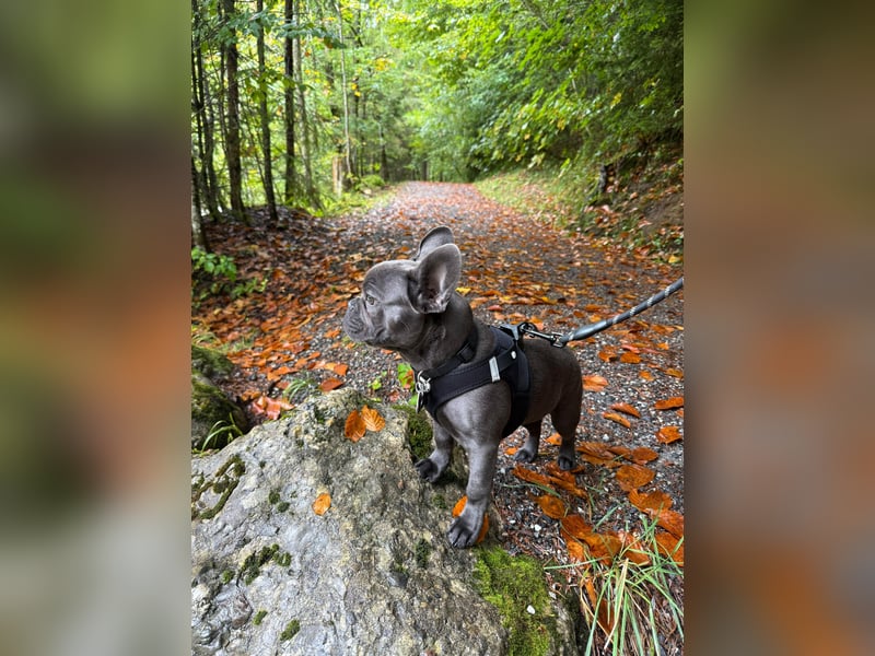 Brutus als Deckrüde