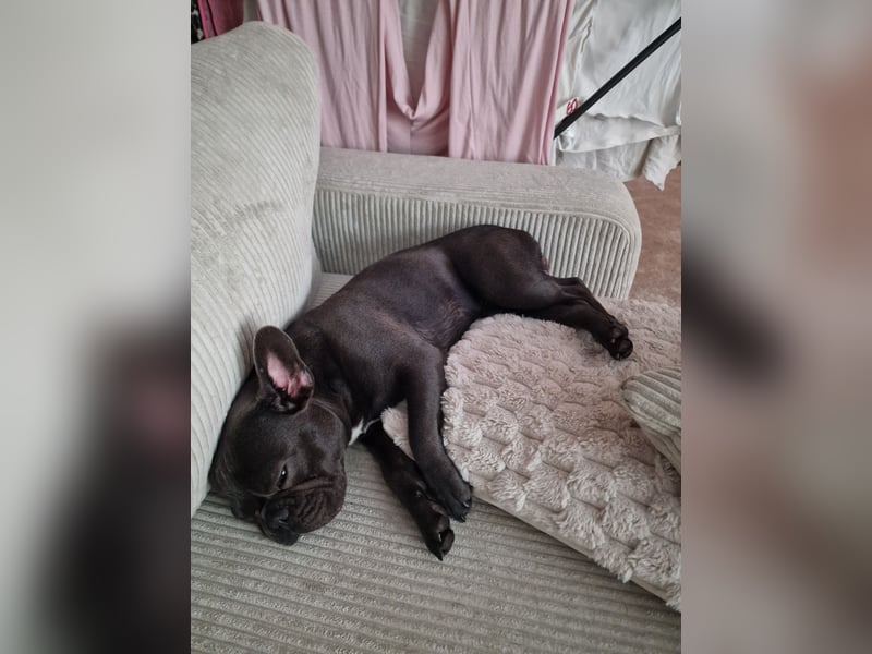 Brutus als Deckrüde