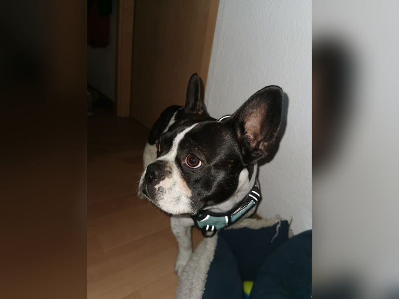 Mischlingsrüde sucht ein neues liebevolles Zuhause