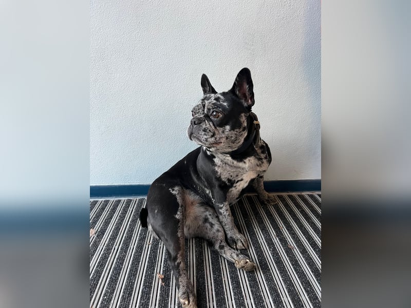 Deckrüde gesucht – Französische Bulldogge (sportlicher Typ)