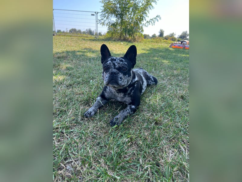 Deckrüde gesucht – Französische Bulldogge (sportlicher Typ)