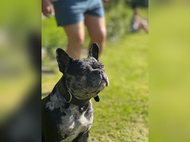 Deckrüde gesucht – Französische Bulldogge (sportlicher Typ)