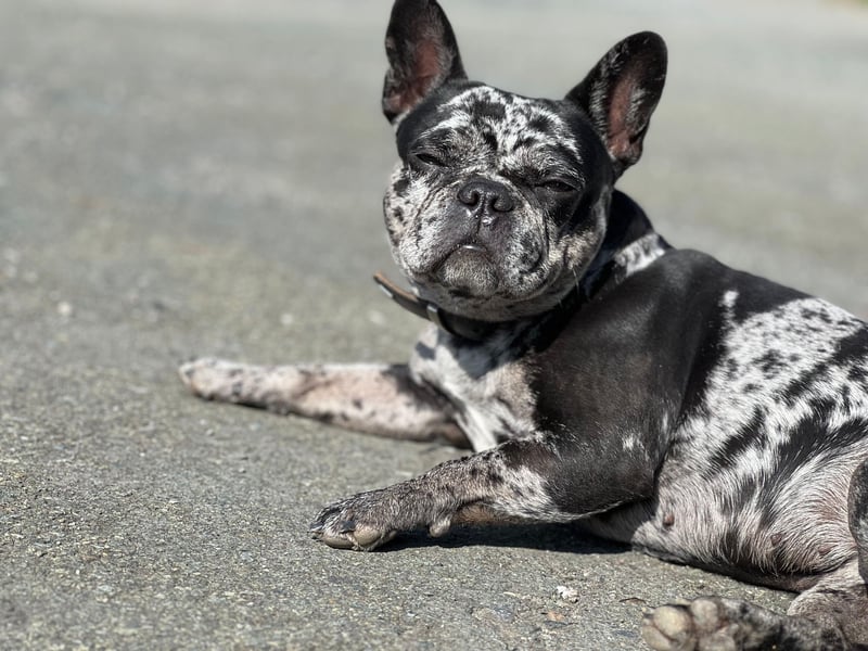 Deckrüde gesucht – Französische Bulldogge (sportlicher Typ)