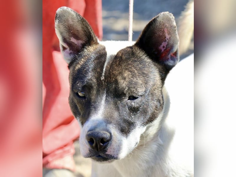 Mark - feundlich verschmust und menschenbezogen / BERIETS IN DEUTSCHLAND