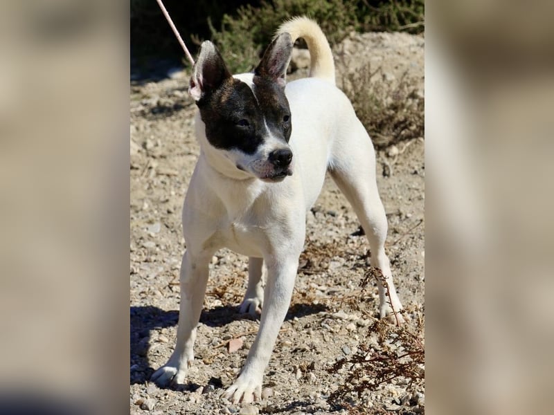 Mark - feundlich verschmust und menschenbezogen / BERIETS IN DEUTSCHLAND