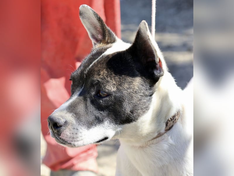 Mark - feundlich verschmust und menschenbezogen / BERIETS IN DEUTSCHLAND