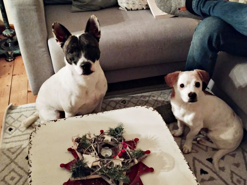 Mark - feundlich verschmust und menschenbezogen / BERIETS IN DEUTSCHLAND