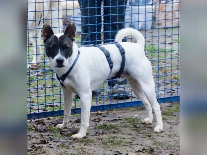 Mark - feundlich verschmust und menschenbezogen / BERIETS IN DEUTSCHLAND