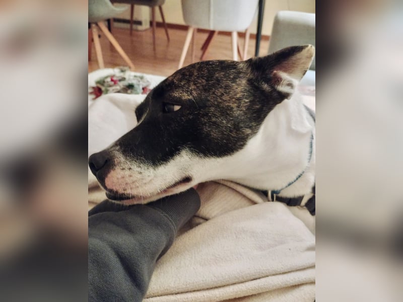 Mark - feundlich verschmust und menschenbezogen / BERIETS IN DEUTSCHLAND