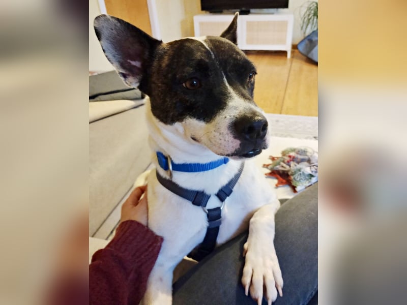 Mark - feundlich verschmust und menschenbezogen / BERIETS IN DEUTSCHLAND