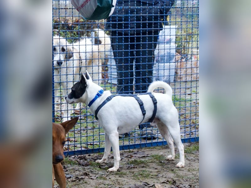 Mark - feundlich verschmust und menschenbezogen / BERIETS IN DEUTSCHLAND