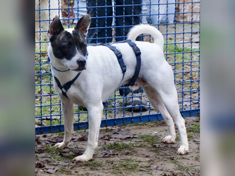 Mark - feundlich verschmust und menschenbezogen / BERIETS IN DEUTSCHLAND