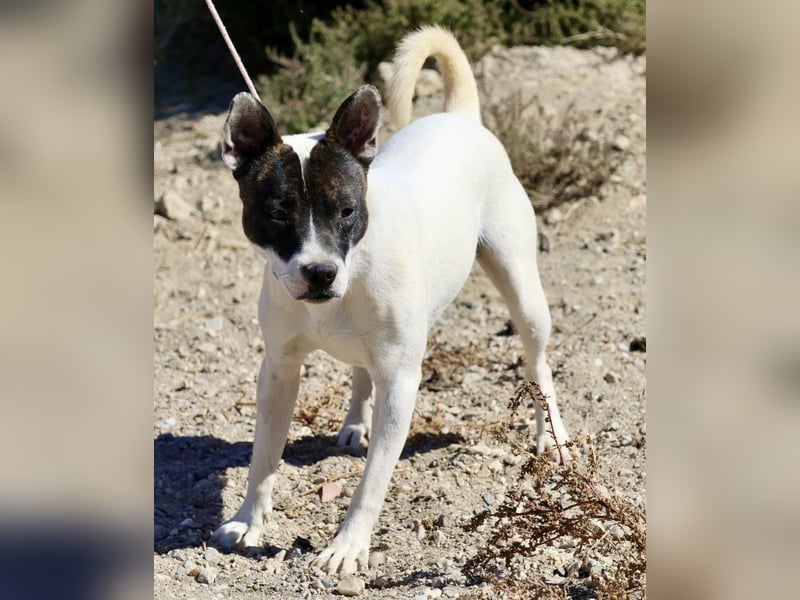 Mark - feundlich verschmust und menschenbezogen / BERIETS IN DEUTSCHLAND