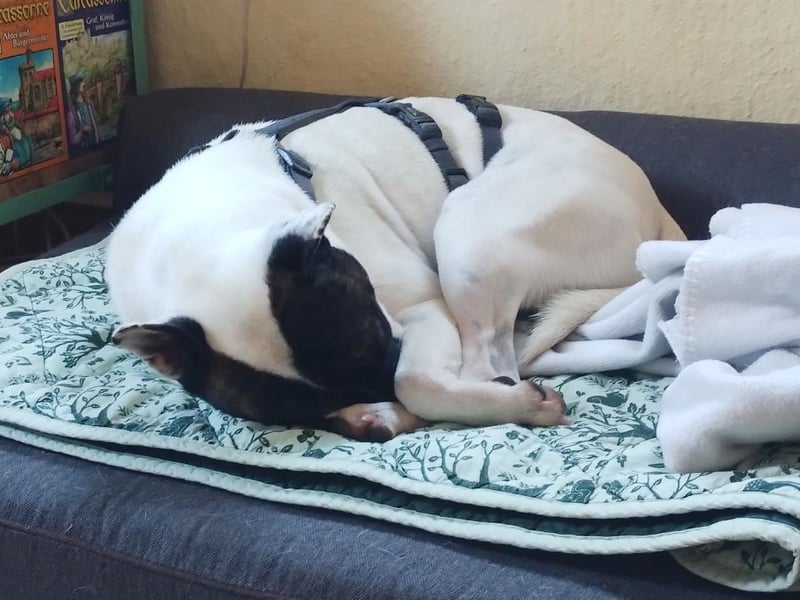 Mark - feundlich verschmust und menschenbezogen / BERIETS IN DEUTSCHLAND