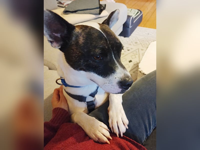 Mark - feundlich verschmust und menschenbezogen / BERIETS IN DEUTSCHLAND