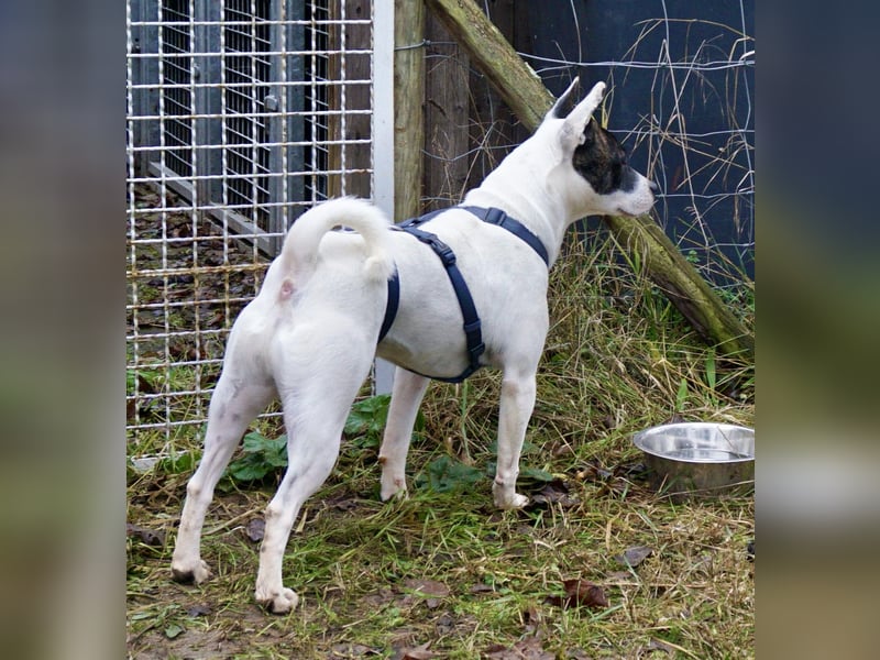 Mark - feundlich verschmust und menschenbezogen / BERIETS IN DEUTSCHLAND