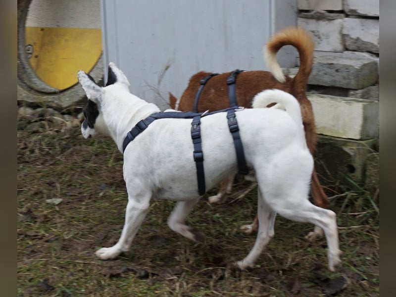Mark - feundlich verschmust und menschenbezogen / BERIETS IN DEUTSCHLAND