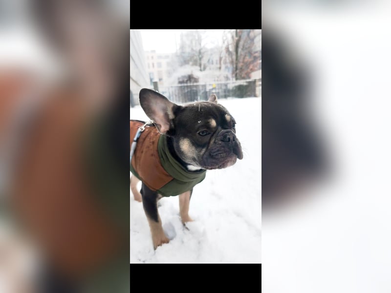 Deckrüde – Französische Bulldogge blue-tan. Berlin Mitte