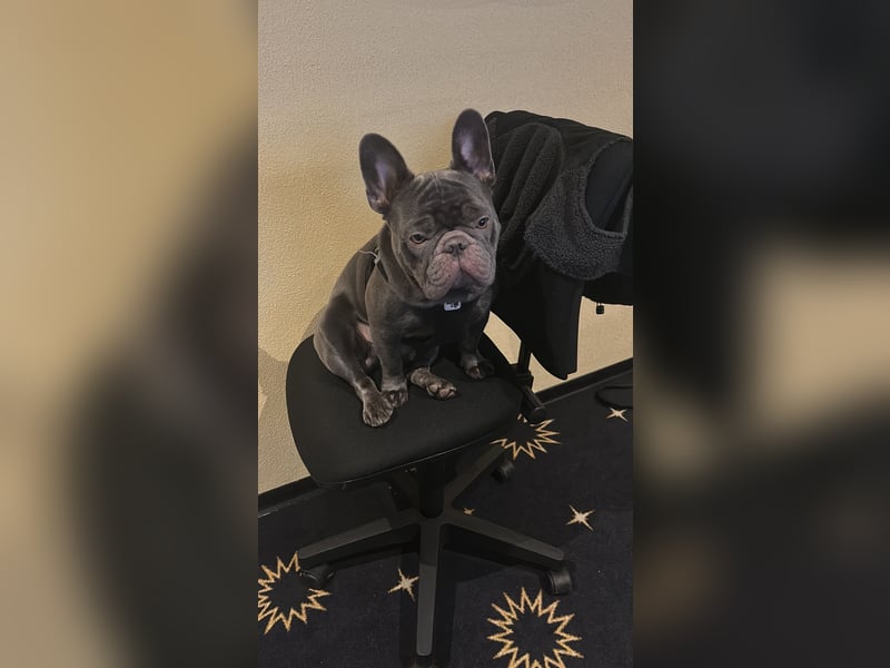 Deckrüden Französische Bulldogge
