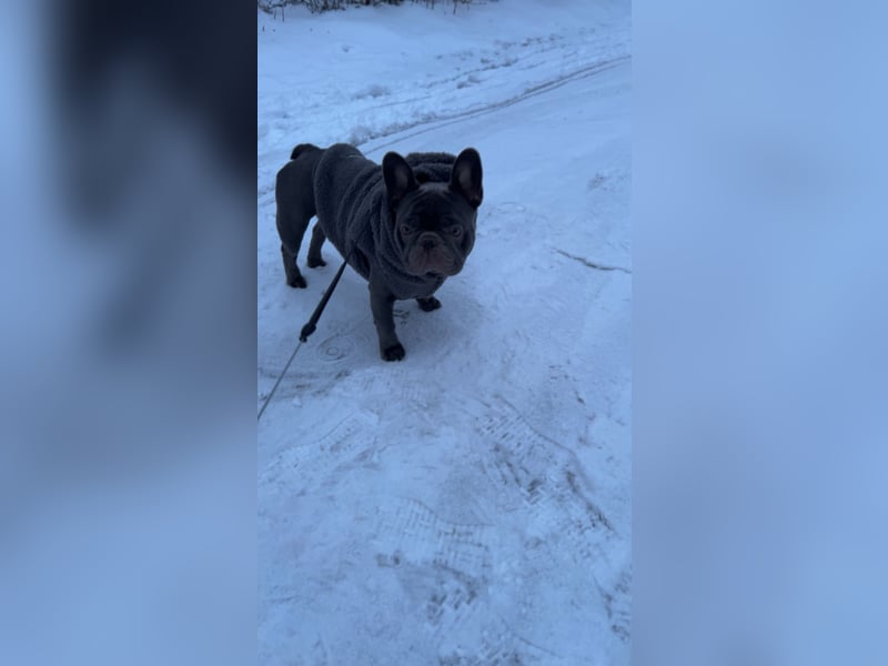 Deckrüden Französische Bulldogge