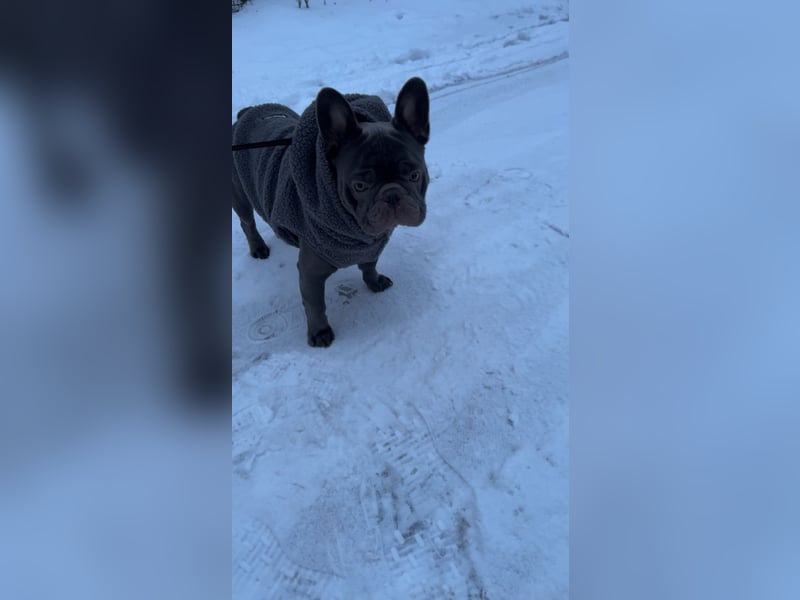 Deckrüden Französische Bulldogge