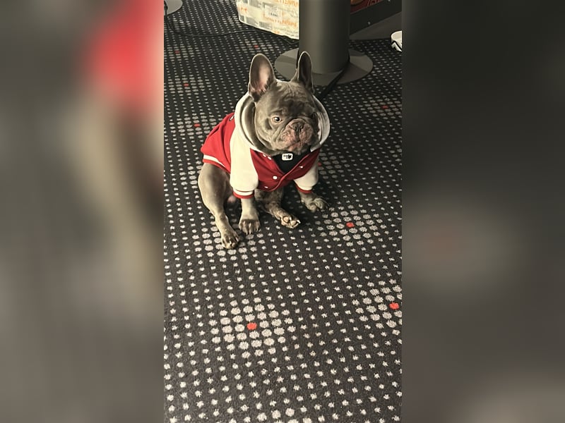 Deckrüden Französische Bulldogge