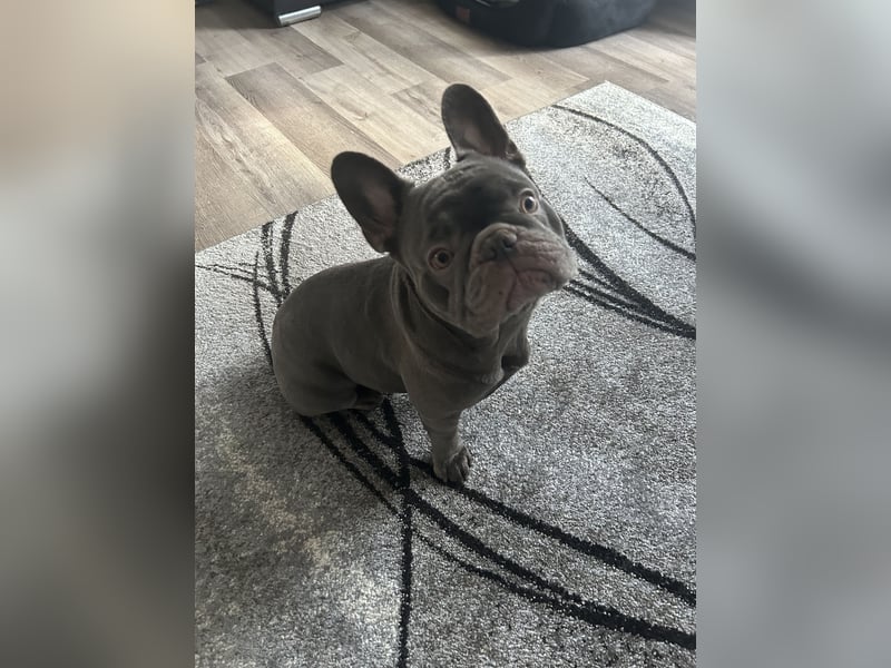 Deckrüden Französische Bulldogge