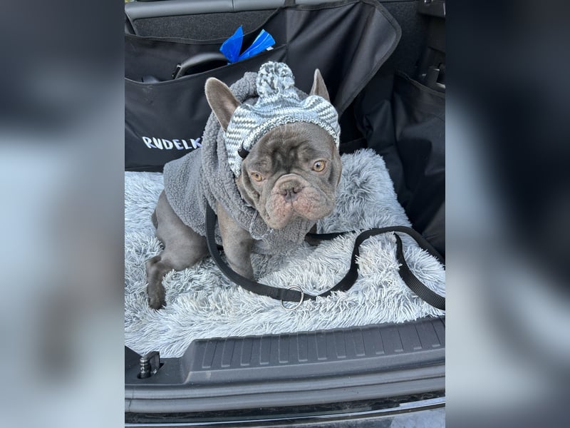 Deckrüden Französische Bulldogge