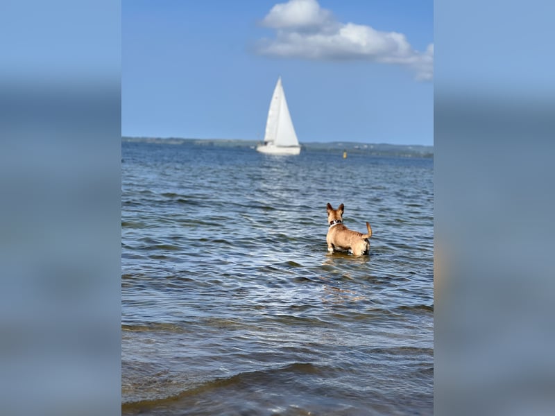 Aufgeweckter Hund