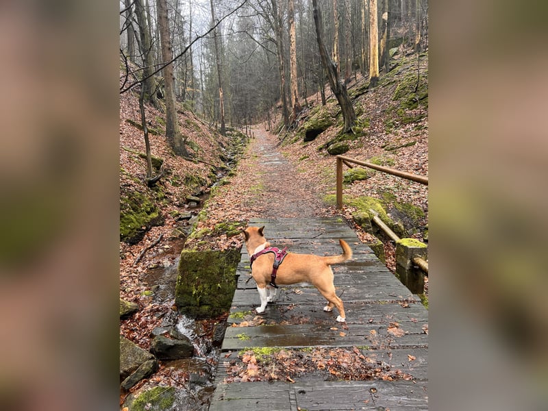 Aufgeweckter Hund